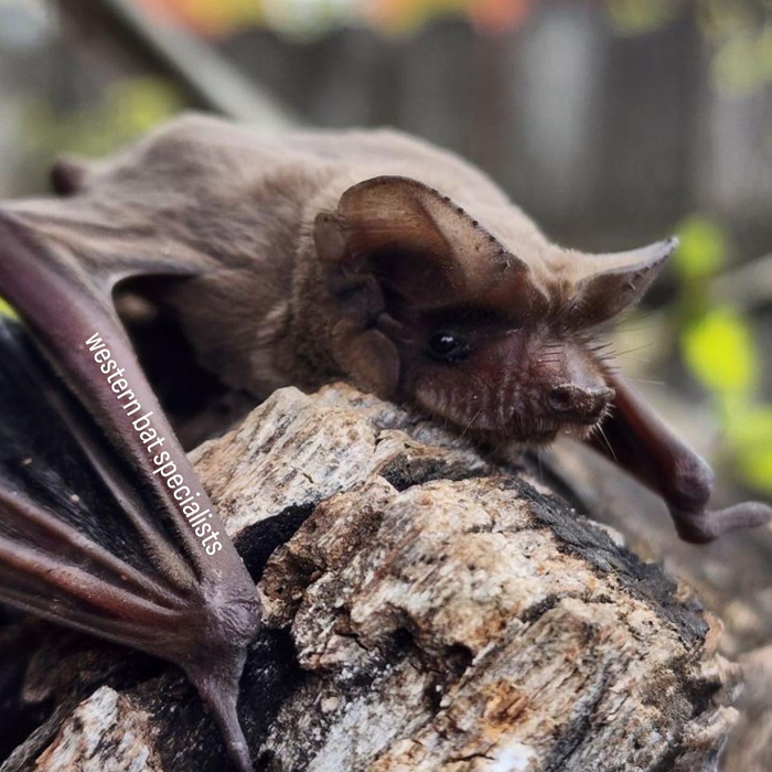 Bats 