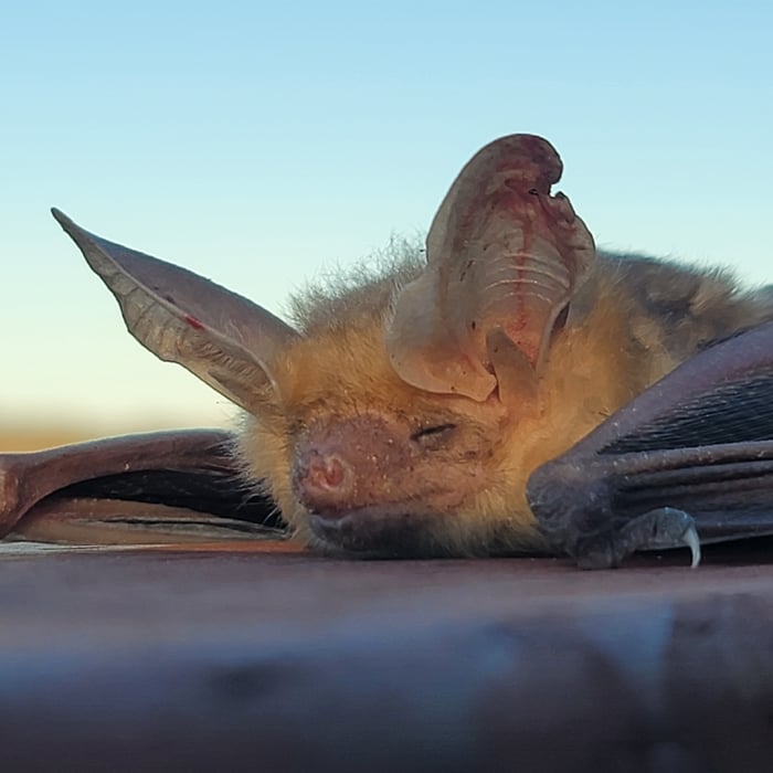 Pallid Bat 