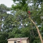 Tree Removal