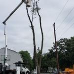 Maple Removal