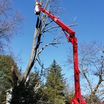 Dead Ash Removal