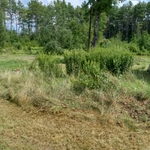 Before old garden