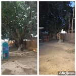 Tree removal on a commercial property