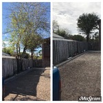 Tree removal in Pharr, Texas