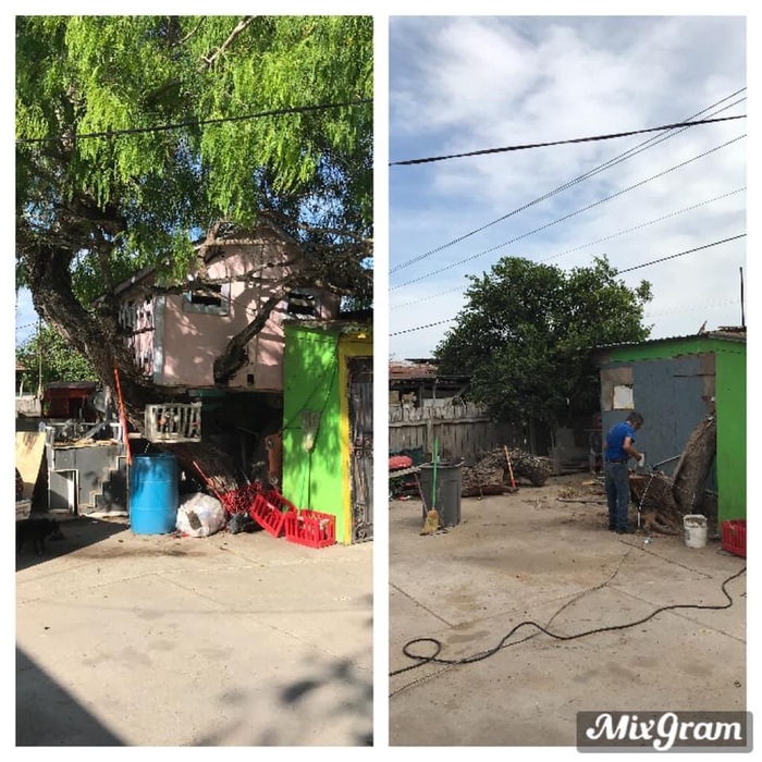 Tree removal in Weslaco, Texas