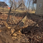 Fallen tree