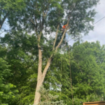 Tree Removal