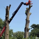 Oak removal