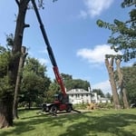 Oak removal