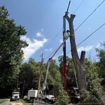 Cottonwood removal
