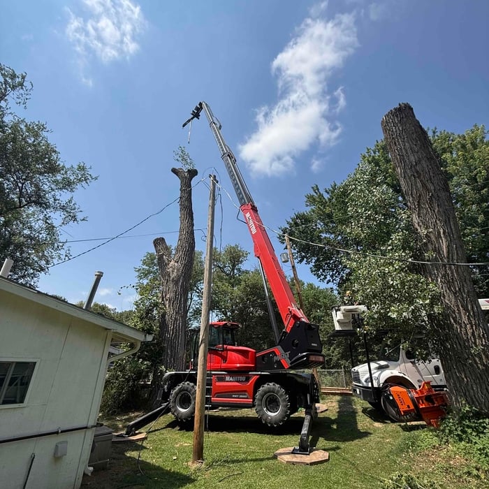 Cottonwood removal