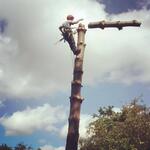 Tree climbing