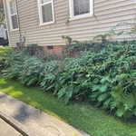 Shrub Removal