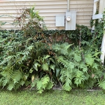 Shrub Removal