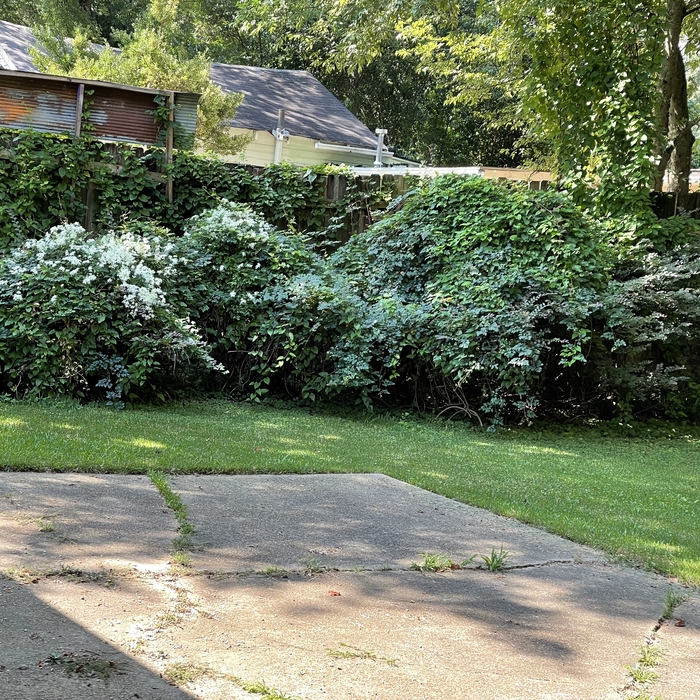 Shrub Removal