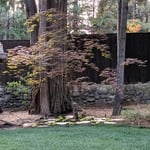 Far Japanese maple with Scotch moss