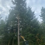 During tree removal