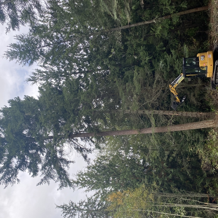 During tree removal