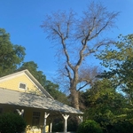 Dead oak tree
