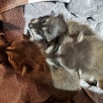 Raccoons