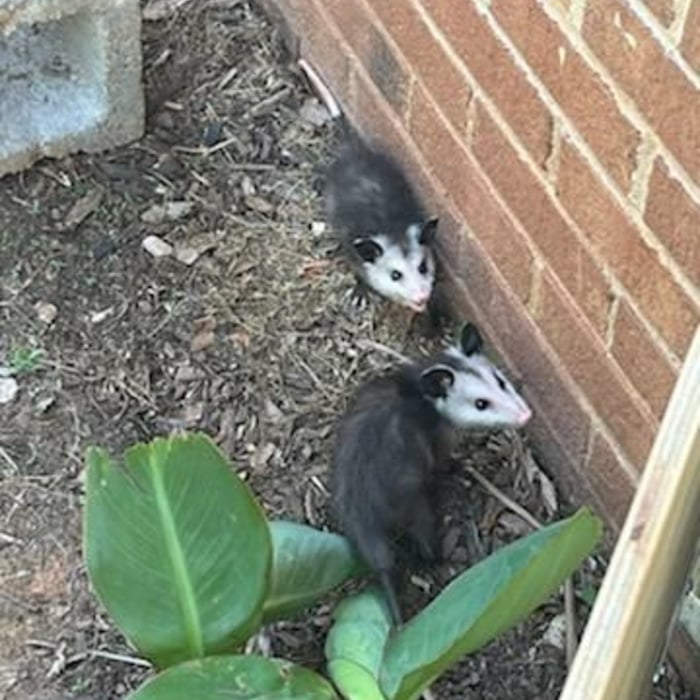 Opossum