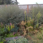 Shrub removal