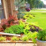 Atlas cedar & barberry