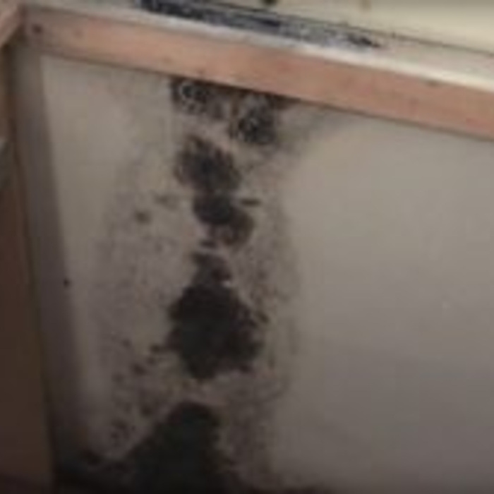 Found in mold