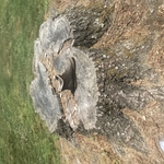 Giant Oak Stump