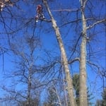 Nicks tree service