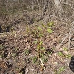 Japanese Knotweed