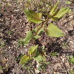 Japanese Knotweed