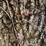 poison ivy