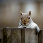 Wildlife Control