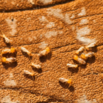 Termites