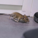 General Pests