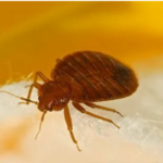 Bedbug Extermination
