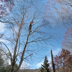 topping the tree