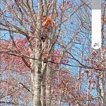 WORKER TRIMMING TREE
