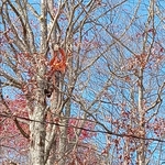 CUTTING TREE LIMB