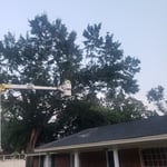 Tree work