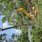 Tree Removal