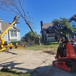 Tree Removal