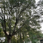 Tree Limbs Over Home Before