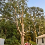 Tree Limbs Over Home After