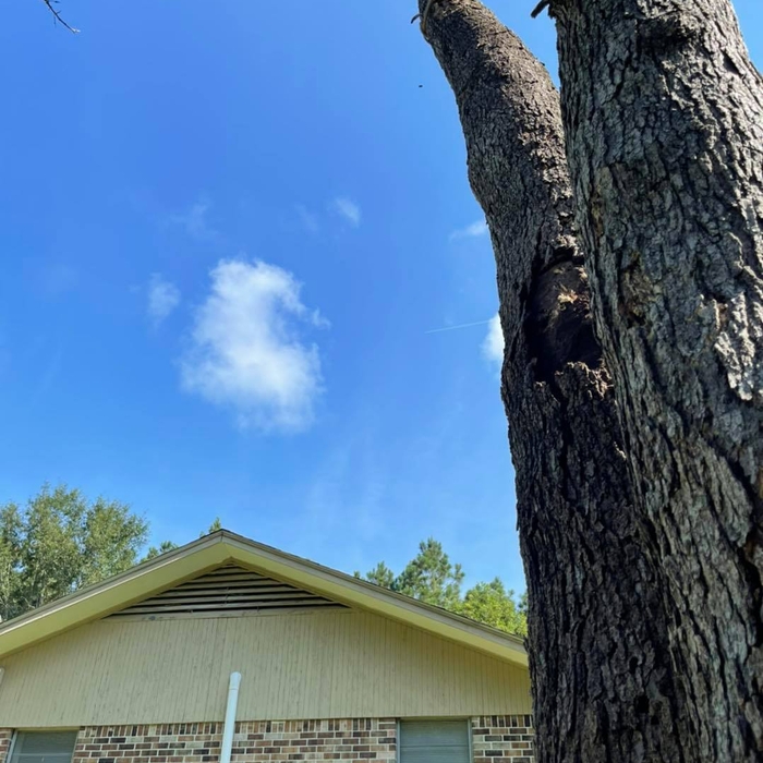 Dead Tree Leaning