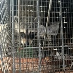 Reunited mama with her babies
