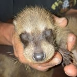 Newborn baby racoon