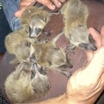 5 newborn baby raccoons