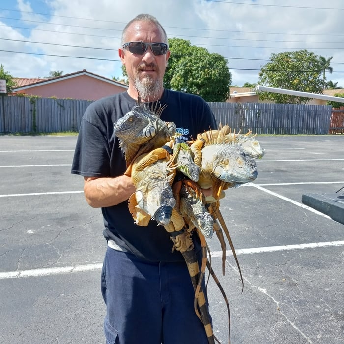 Iguana removal